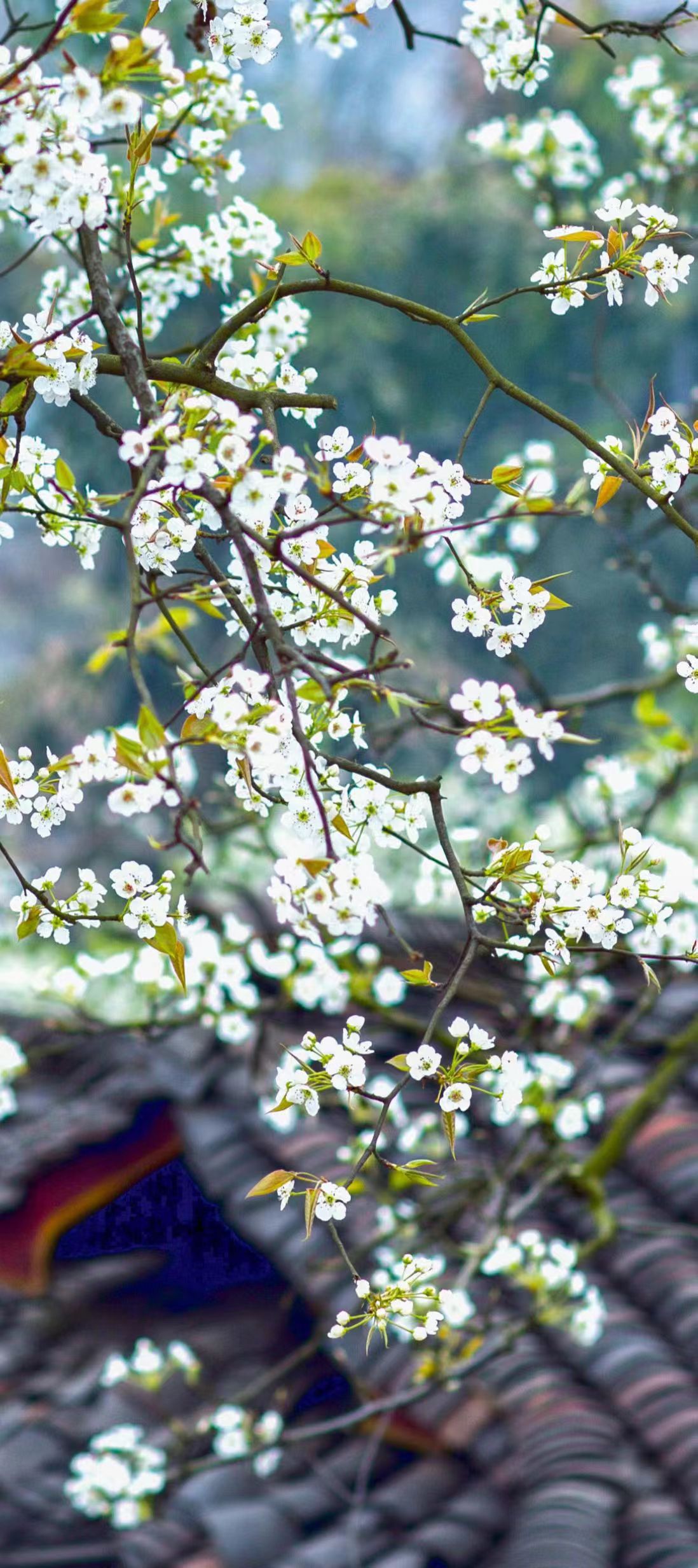 一朵“梨花”，挑起全域旅游擔(dān)子