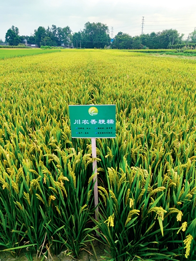 一顆“芯”，一粒種，一條鏈——推進(jìn)種業(yè)振興的“溫江答卷”