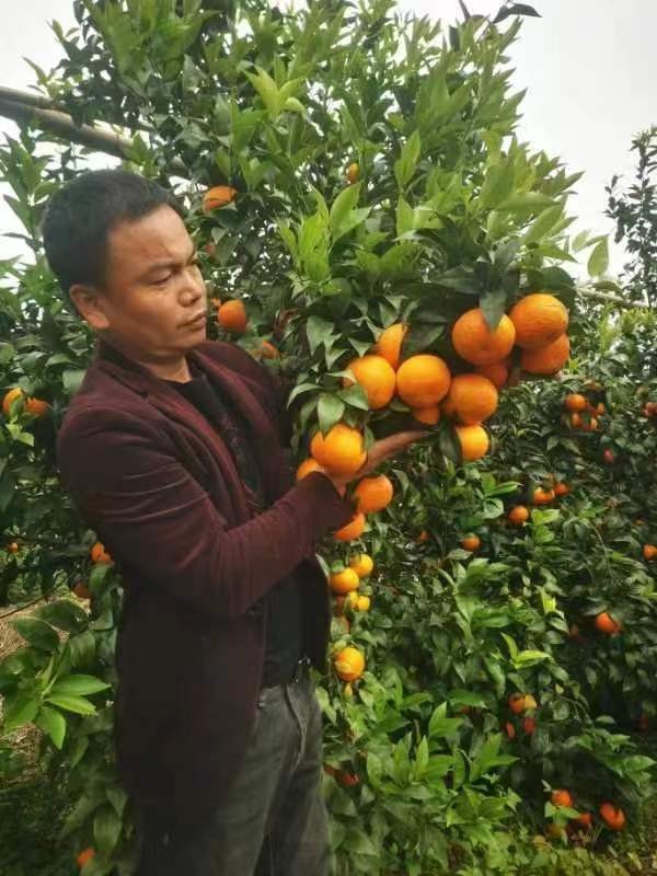 陳國棟：開荒種沃柑結出“共富果”